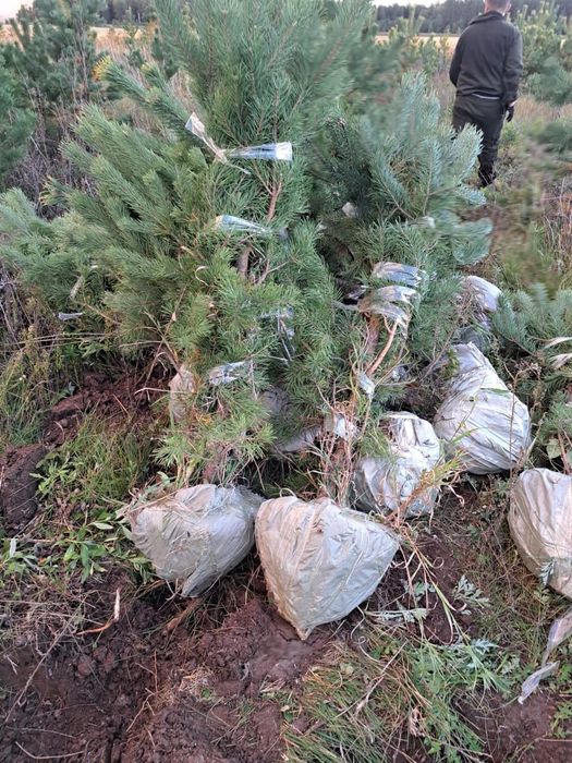 Озеленение участка