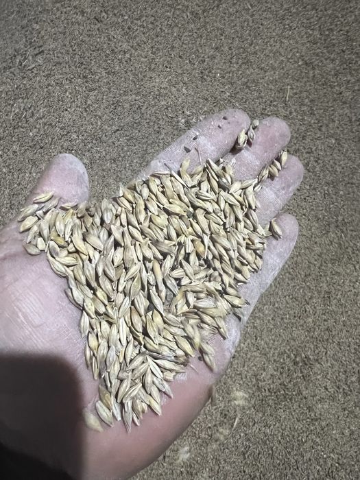 Продаются корм: отруби, ячмень, пшеница, овес