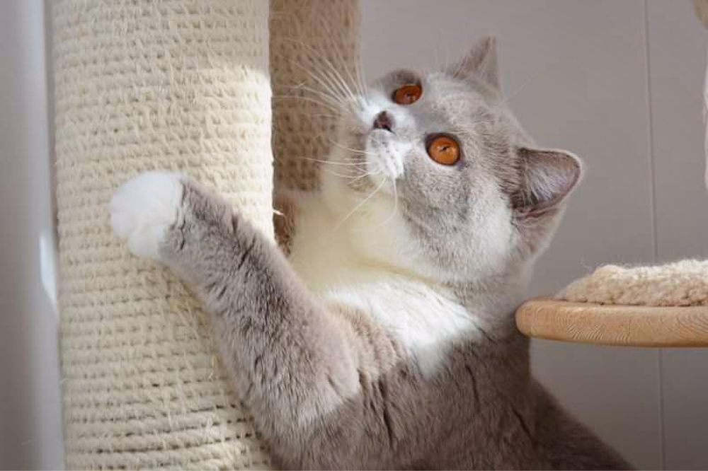 Отдам взрослую кошку