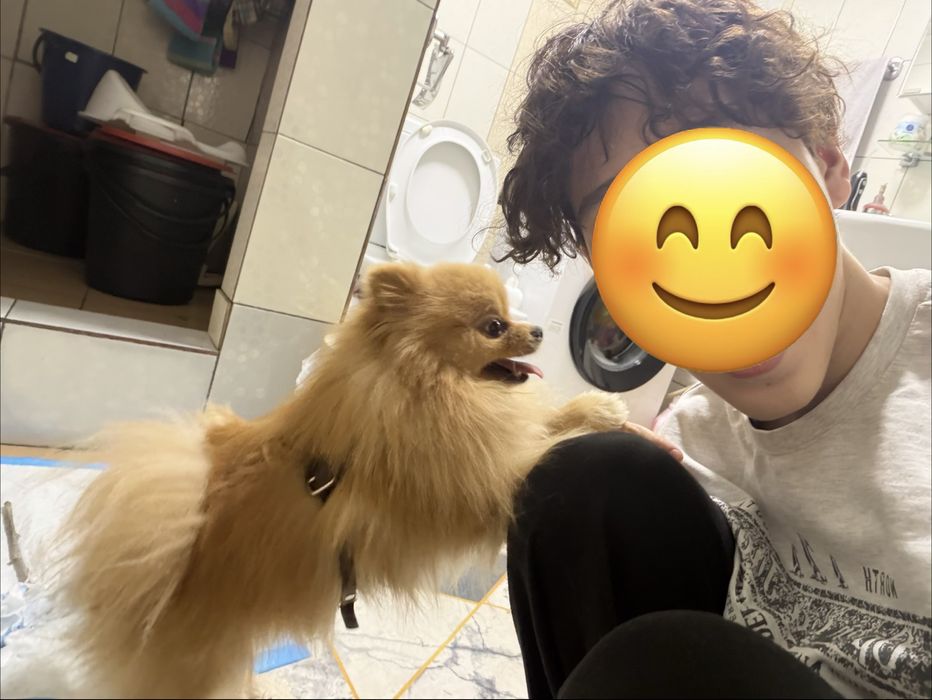 Продам немецкого шпица мини