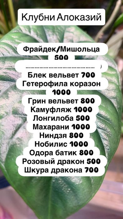 Клубни алоказий разные