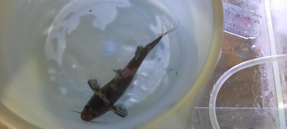 Сиамский сом средного размере