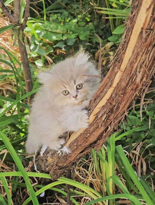Кошки шотландские