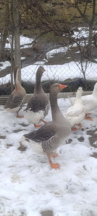 Vând rațe si gaște