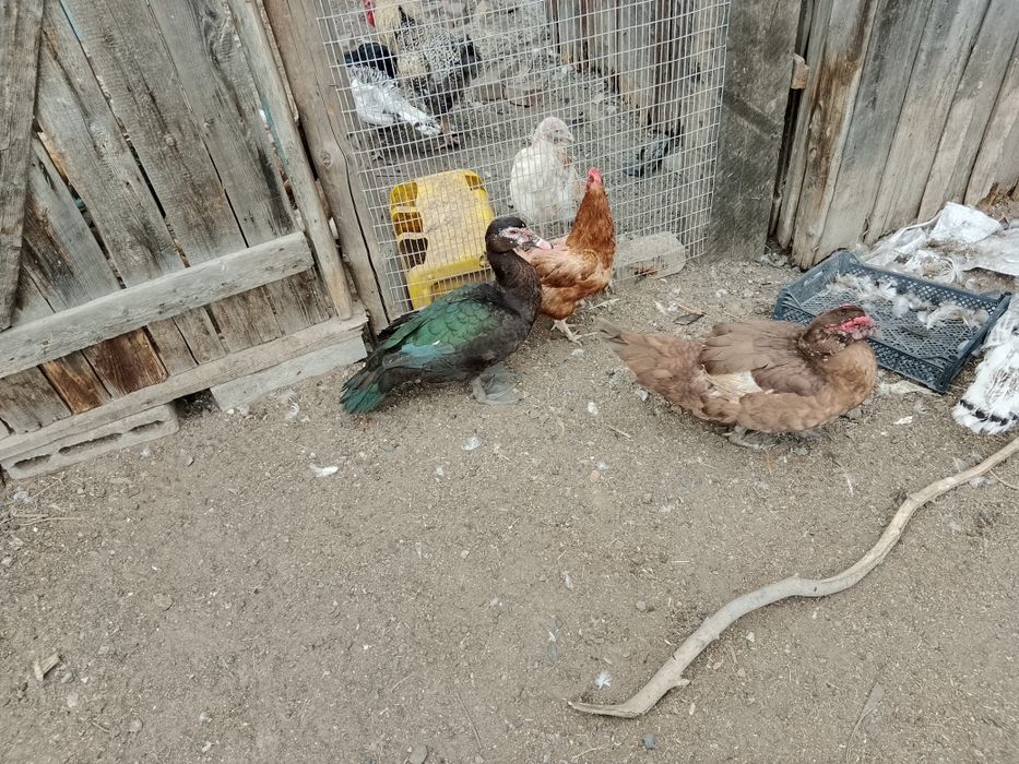 Продам индоуток и селезней