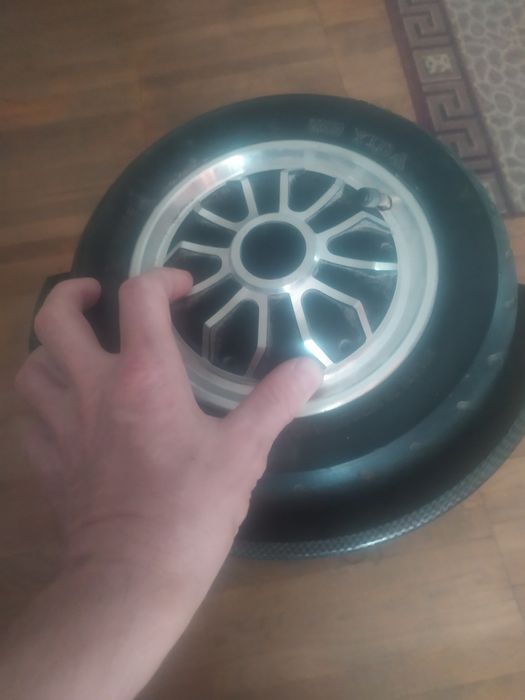 Гераскутор взрослый