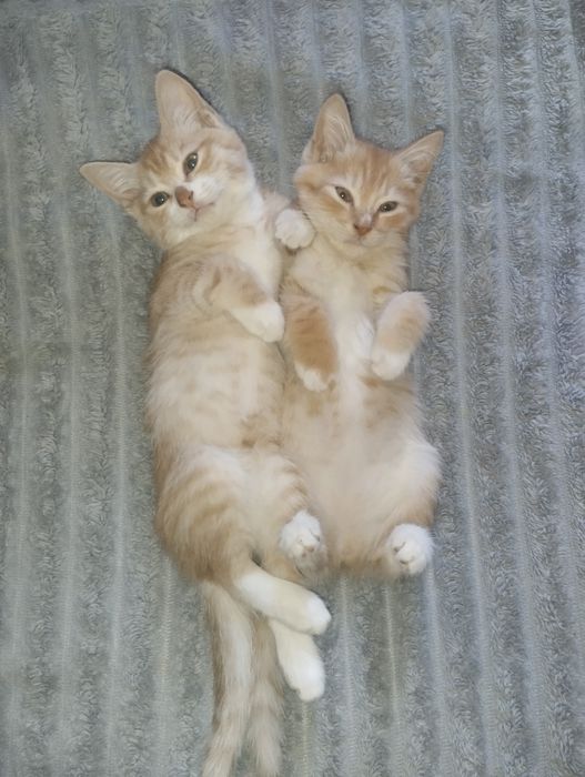 Котята бесплатно
