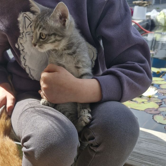 Отдадим кошечек в добые руки
