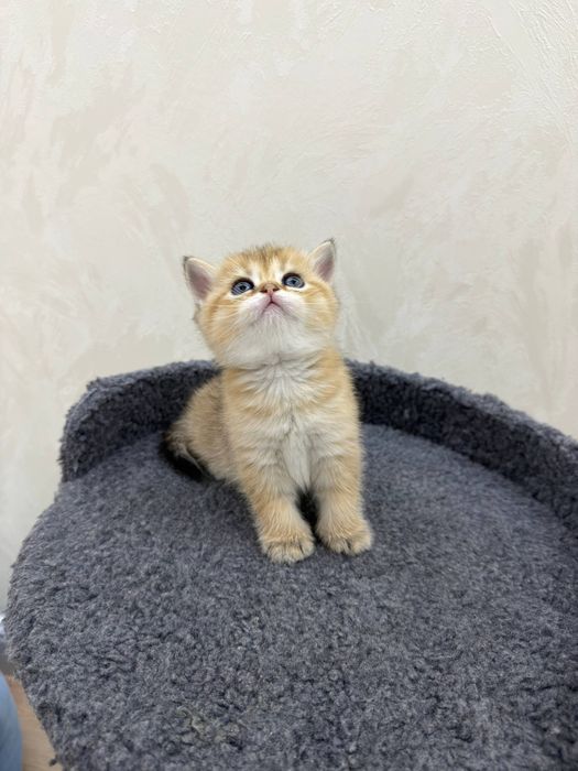 Чистокровные золотистые шиншиллы от правильной вязки