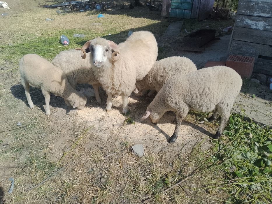 De vânzare miei fătate în luna februarie