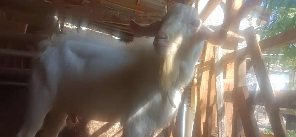 Така бор кочириш учун тоза занен боласи