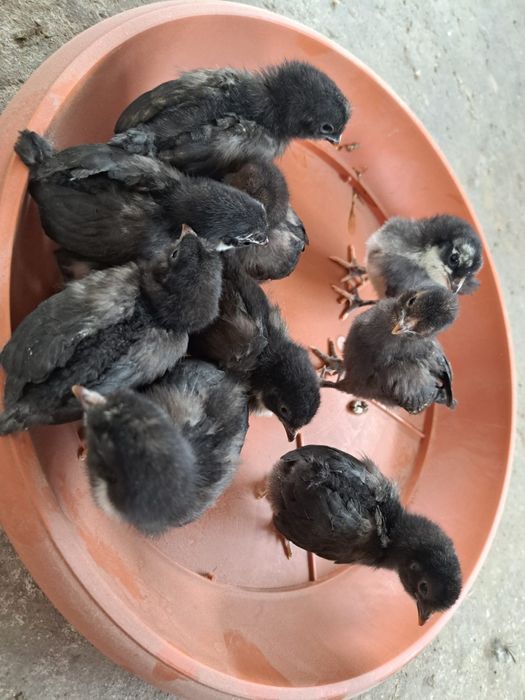 Pui de paduana, de pitica,  de gaini de tara si  din oua verzi si boboci de gasca