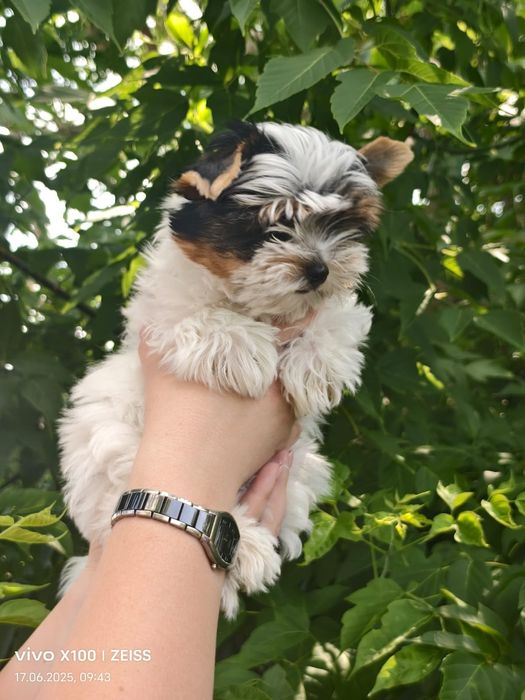 Очаровательные щенки бивера