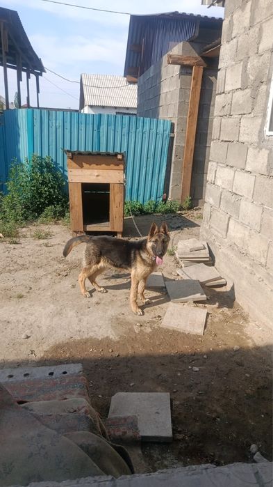 продам 6-месячную овчарку
