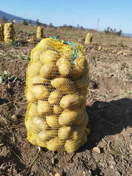 Продавам едър картоф Сорая 0.40 цента . Семе Сорая 0.20 цента