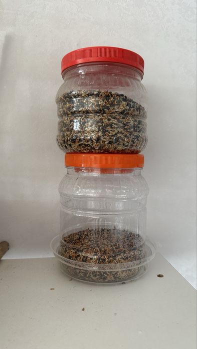 Продам птиц Амадины