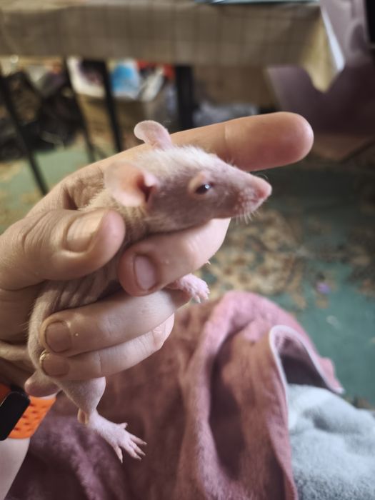 Лысые крысята , морщинки