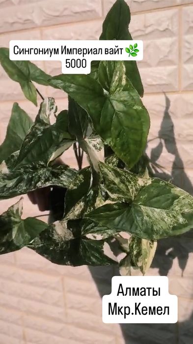 Комнатные растения