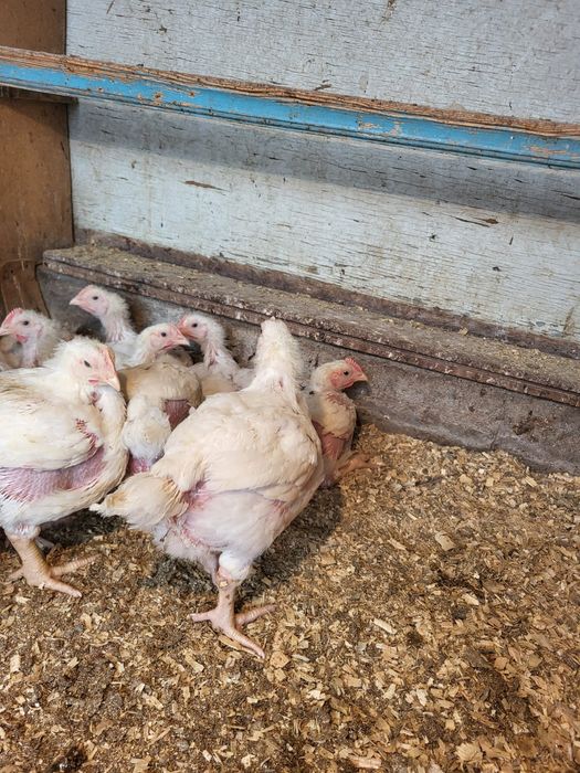 Цыплята бройлеров 3 недельные