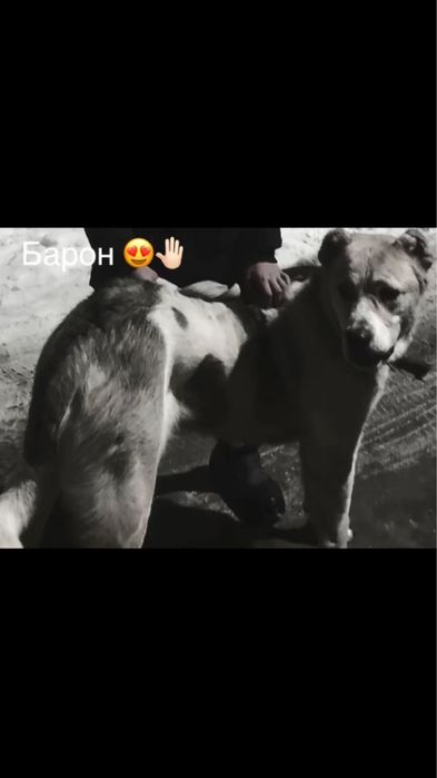 Шенок 1,3 бой не видел еше