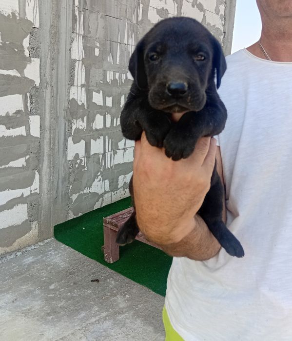 Labrador dragalas