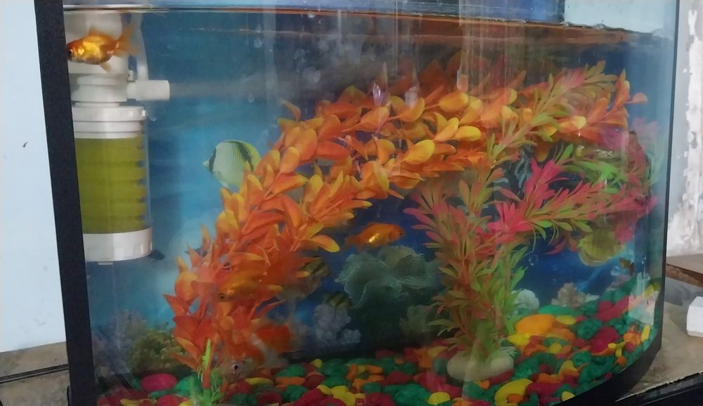 Akvarium baliqlari toshlari va suniy osimliklari bilan