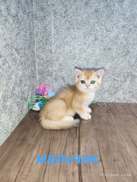 Продаются шотландские котята