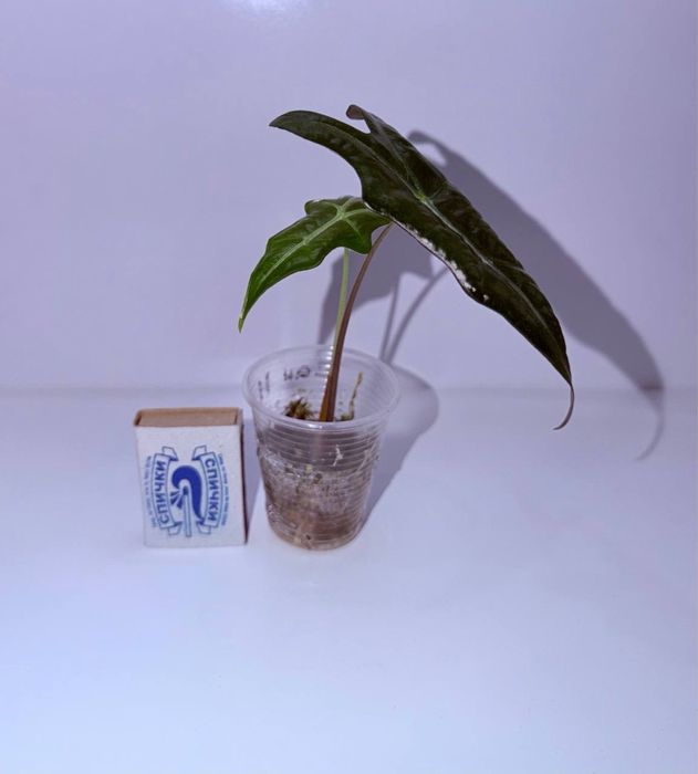 Алоказия, комнатные растения, комнатные цветы