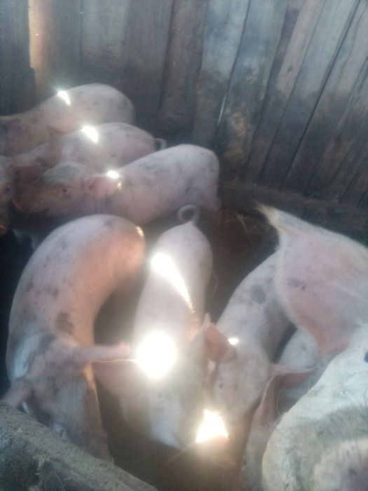 Продам поросят разного возраста