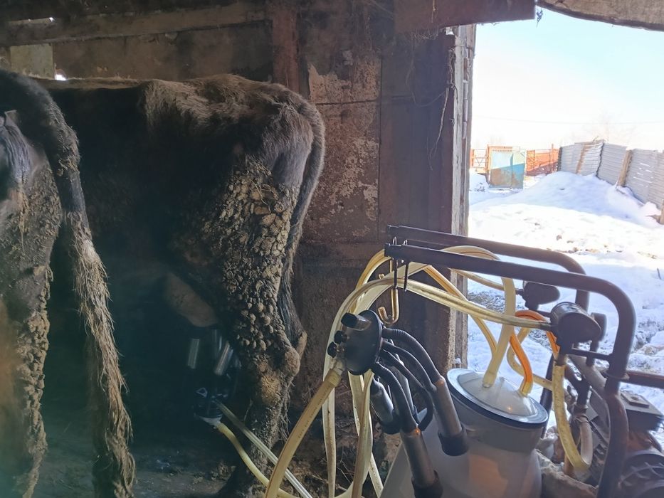 Продам дойную корову