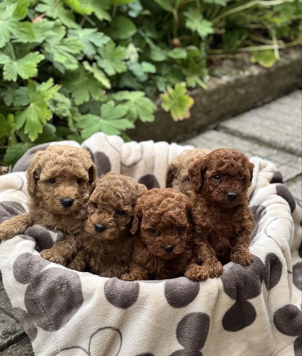 Той пудел Toy Poodle