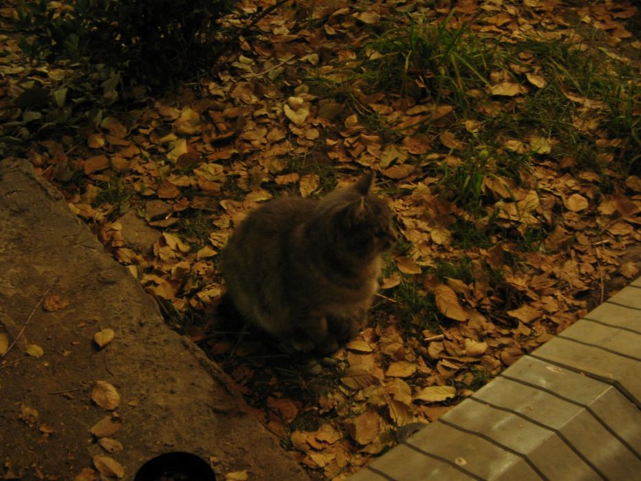 Canon powershot a400