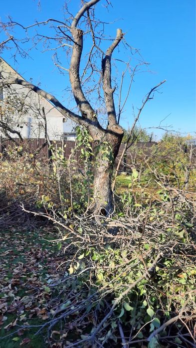 Обрезка деревьев