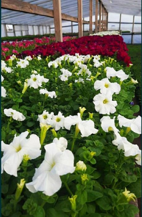 Петуния. Рассада цветов