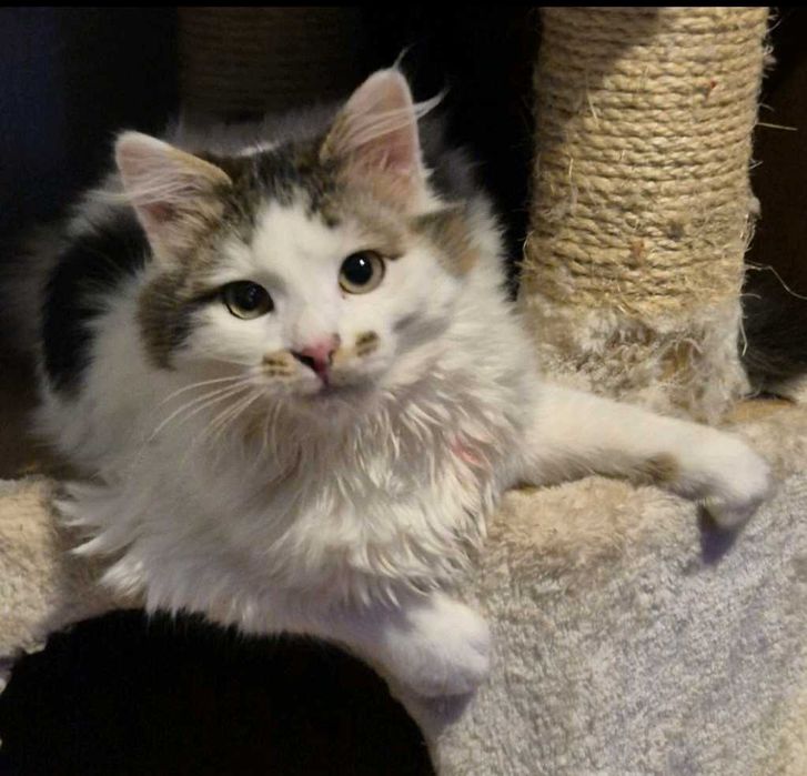 6-месечният Памукчо търси дом!