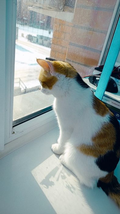 котенок домашняя