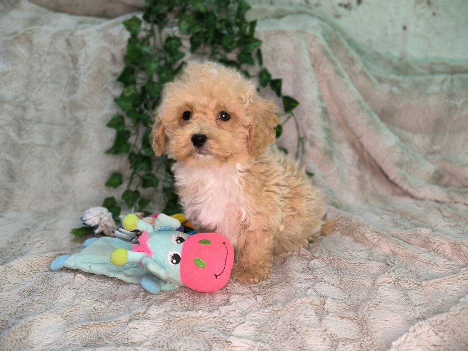 Vand baietel pudel pitic/toy