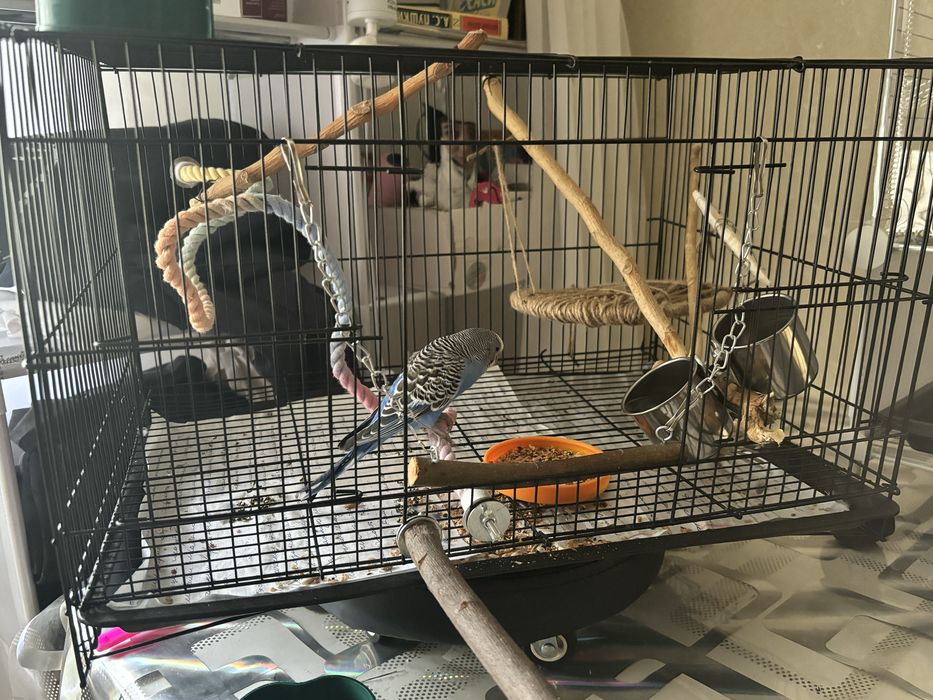 попугай волнистый