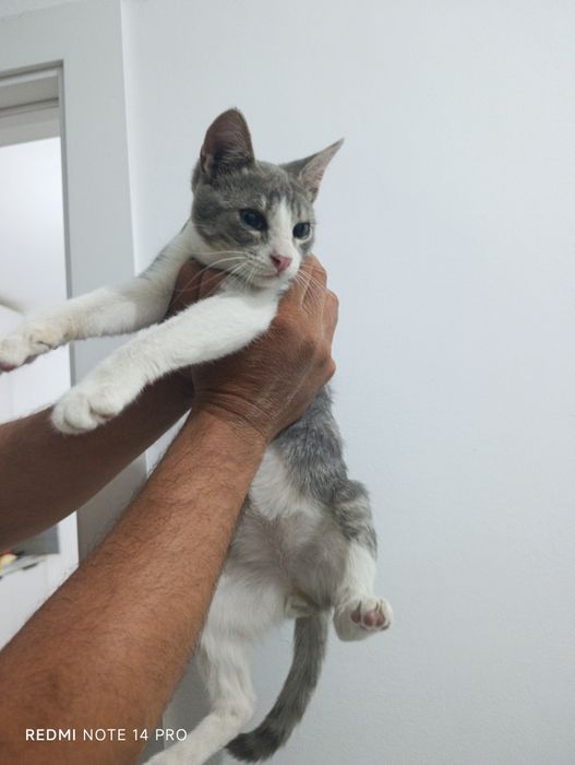 Котенок в добрые руки