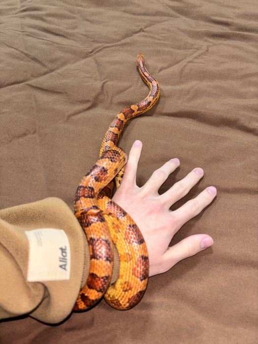 Взрослый Маис В Продаже!!!