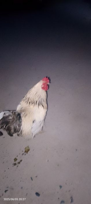 brama tovuqlari zoti toza akalar sirochni pul kerek