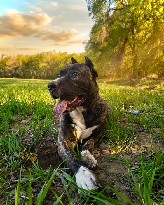 Статный Итальянский Кане-Корсо ( 5мес) Мальчик