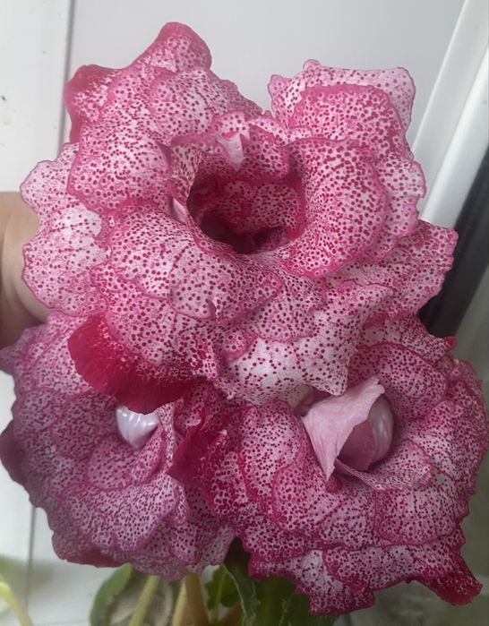 Продам  сортовую махровую Глоксинию срезом листа