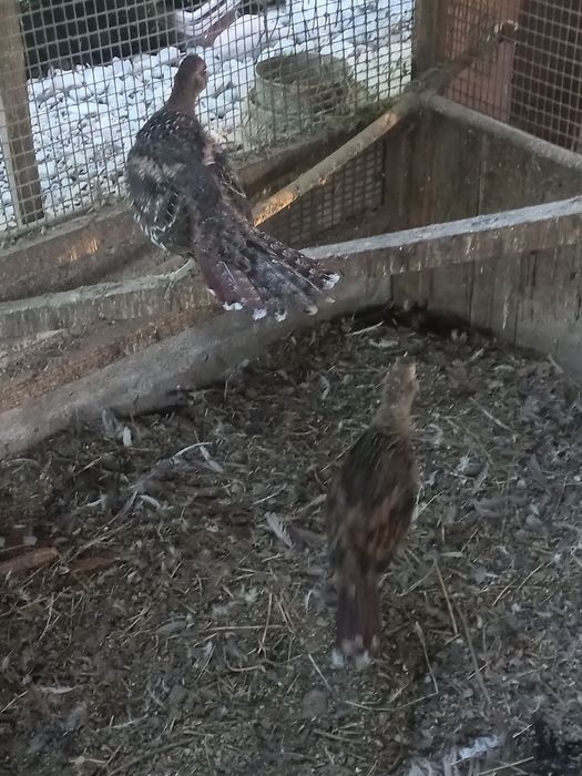 Фазаны элиот продам