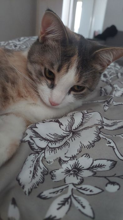 Кошечка в добрые руки