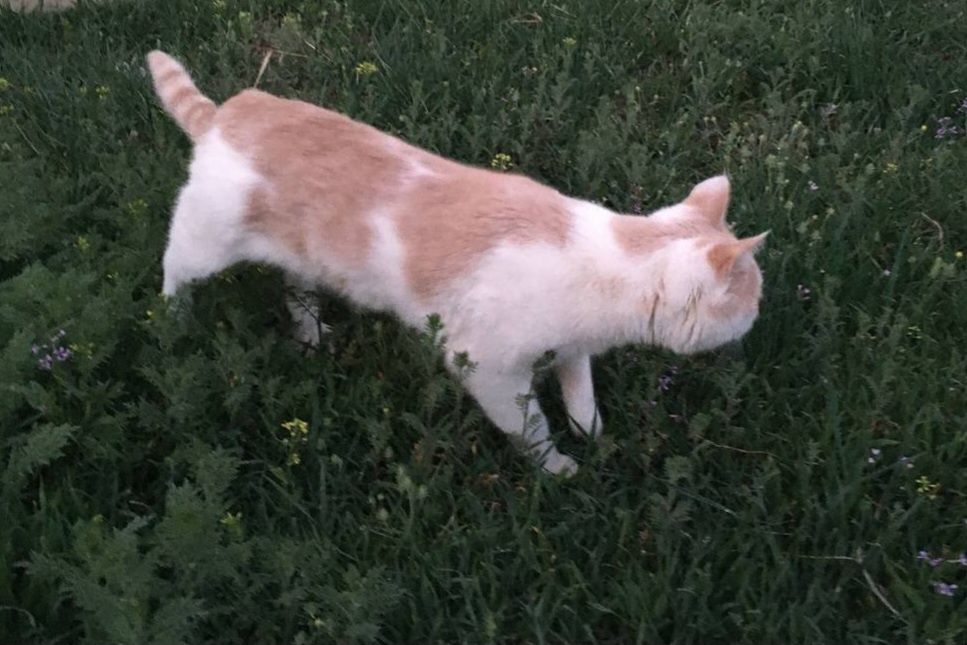 Кот Алёша ищет доброго хозяина