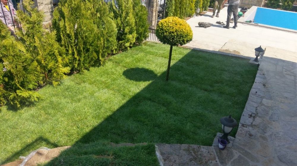 Тревен чим/райграс