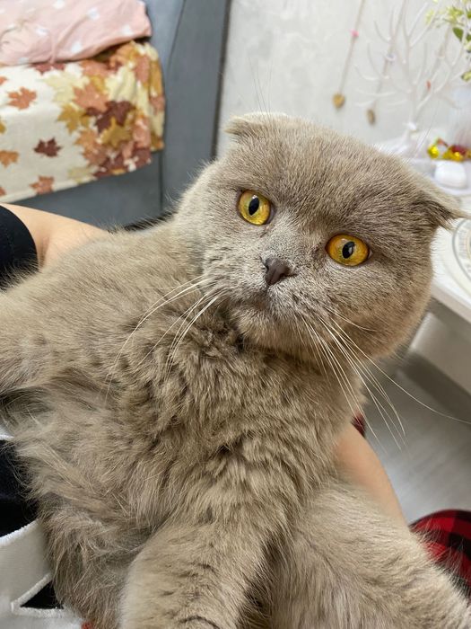 Шотландский вислоухий кот