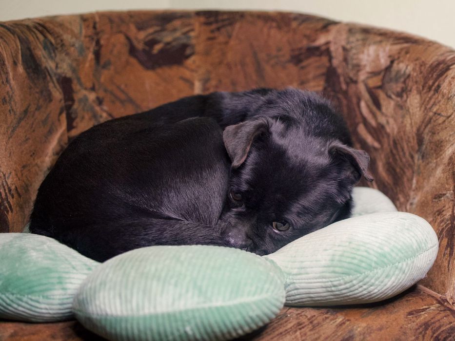 Лия ищет любящую семью!