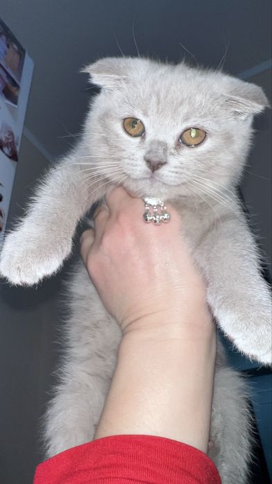 Котенок девочка с паспортом